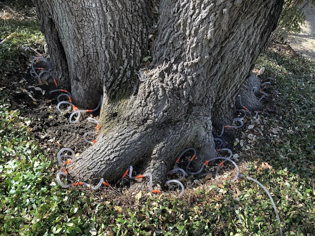 Detailed Shrub and Hedge Trimming job site in Edinburg
