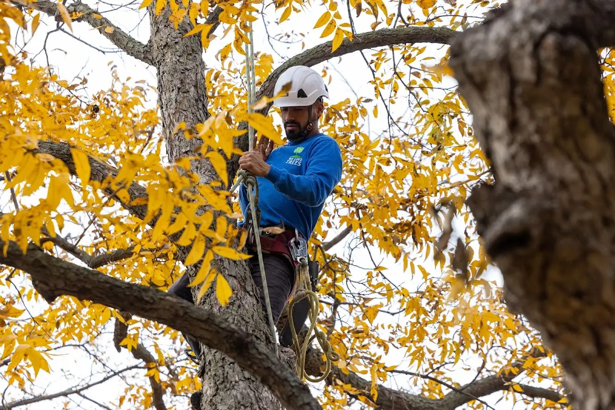 Skilled Storm Damage Cleanup crew working in Edinburg